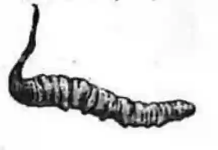 Caterpillar and Fungi