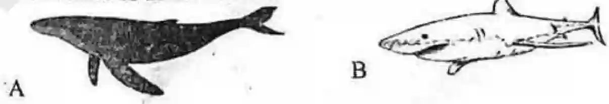 Two Animals Comparison